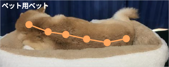 柴犬の寝姿比較画像 ペット用ベットの場合